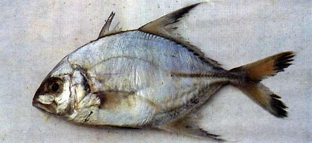 Image of Shadow trevally