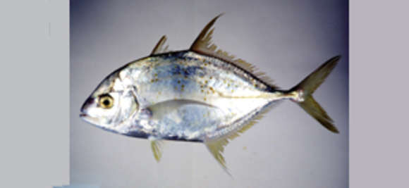 Image of Yellowspotted trevally