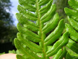 Image of Pteridium esculentum (G. Forst.) Nakai