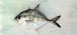 Image of Bumpnose trevally