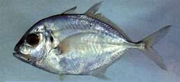 Image of Malabar trevally