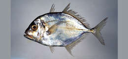 Image of Imposter trevally