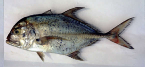 Image of Bluespotted trevally