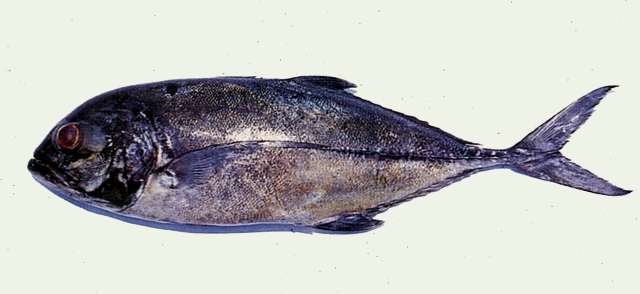 Image of Bigeye jacks