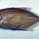 Image of Tille trevally