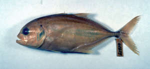 Image of Tille trevally