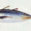 Image of Pacific redtail scad