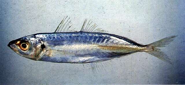 Image of Decapterus