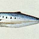 Image of Blackfin queenfish