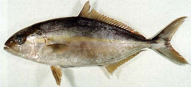 Image of Amberfishes