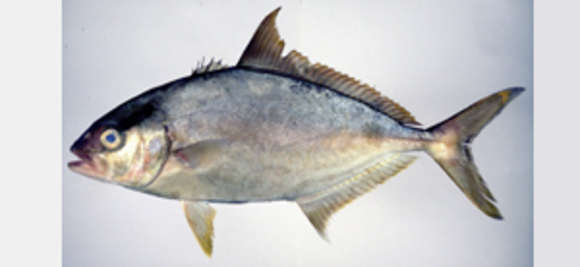 Image of Amberfishes