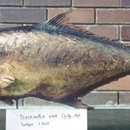 Image of Giant oystercracker