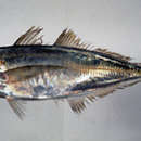 Image of Japanese horse mackerel