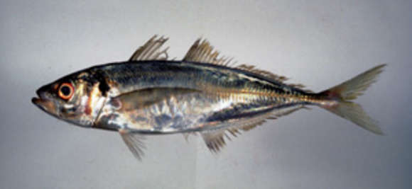 Image of Trachurus