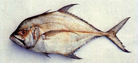 Image de Ulua