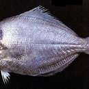 Image of Japanese Butterfish