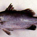 Image of Barramundi(=Giant seaperch)
