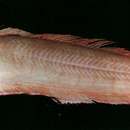 Image of Bandfish