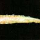 Image of Red bandfish
