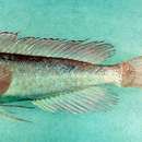 Image of Short-tail bandfish