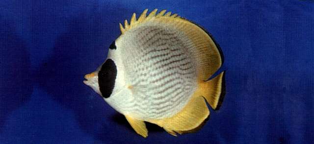 Image of Bantayan Butterflyfish