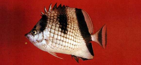 Image of Asian Butterflyfish