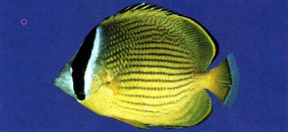 Image of Golden Butterflyfish