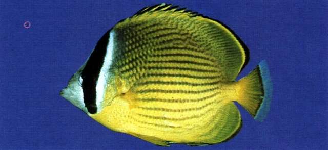 Image of Golden Butterflyfish