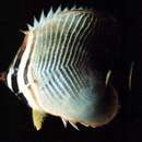 Image de Chaetodon baronessa Cuvier 1829