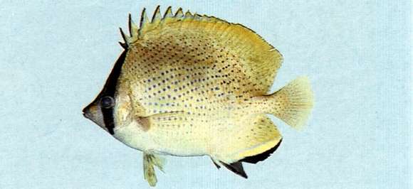 Image of Citron Butterfly