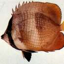 Image of Blacklip Butterflyfish