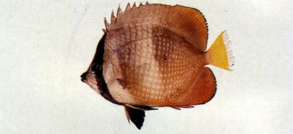 صورة Chaetodon kleinii Bloch 1790