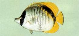 Chaetodon lineolatus Cuvier 1831 resmi