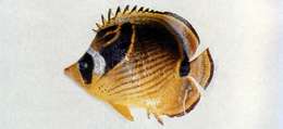 Image of Halfmoon Butterflyfish