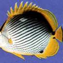 Image of Black-back Butterflyfish