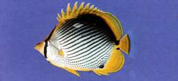 Image of Black-back Butterflyfish