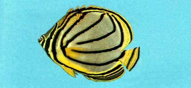 Imagem de Chaetodon meyeri Bloch & Schneider 1801