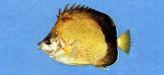 Image of Japanese Butterflyfish