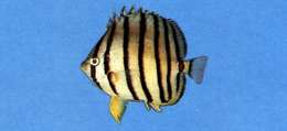 Image of Eight Banded Butterflyfish