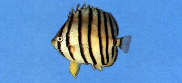 Image of Eight Banded Butterflyfish