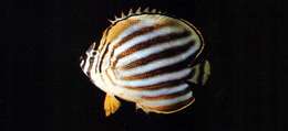 Image of Clown Butterflyfish