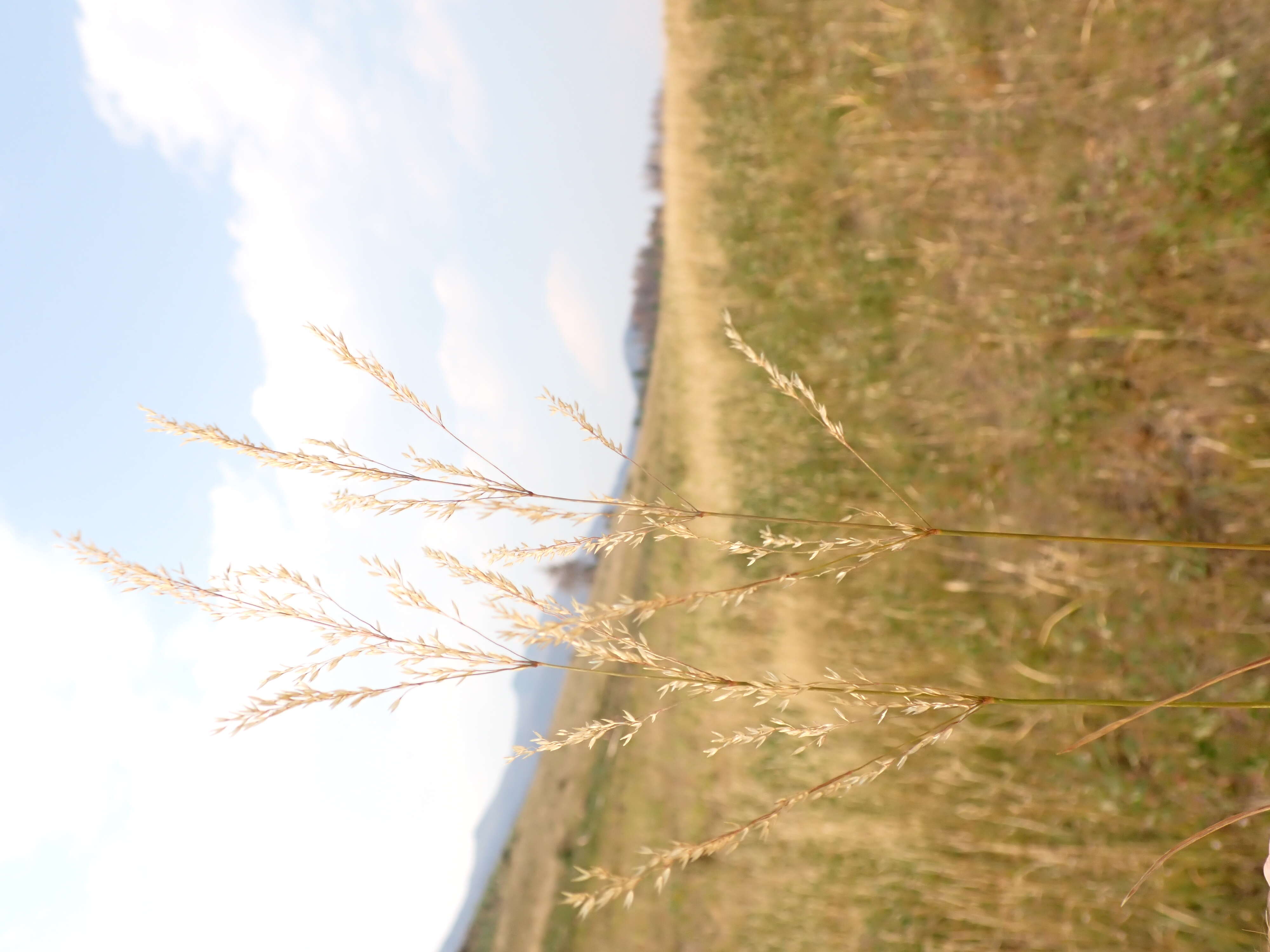 Image of creeping bentgrass