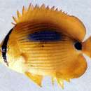 Image of Blue-dash Butterflyfish