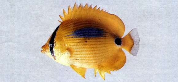 Image of Blue-dash Butterflyfish