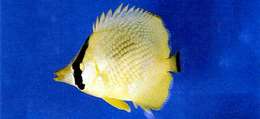 Image of Latticed Butterflyfish