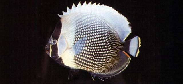 Image of Black Butterflyfish