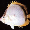 Image of Yellow-dotted butterflyfish