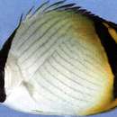 Image of Butterfly fish