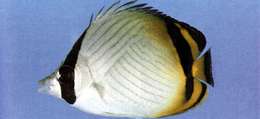 Image of Butterfly fish