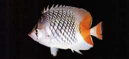 Image of Cross-hatch Butterflyfish